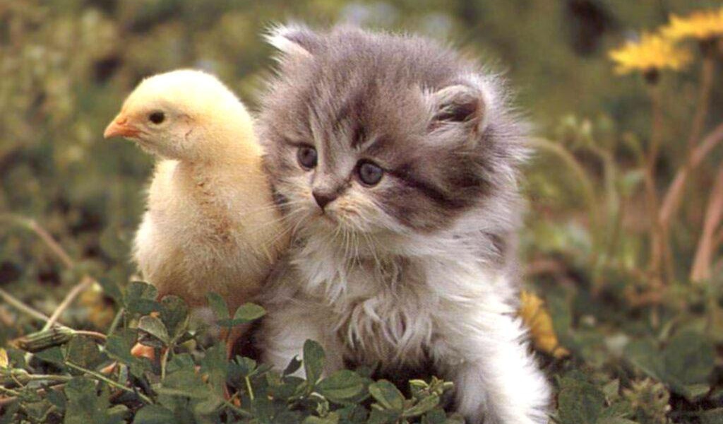 Котёнок и циплёнок