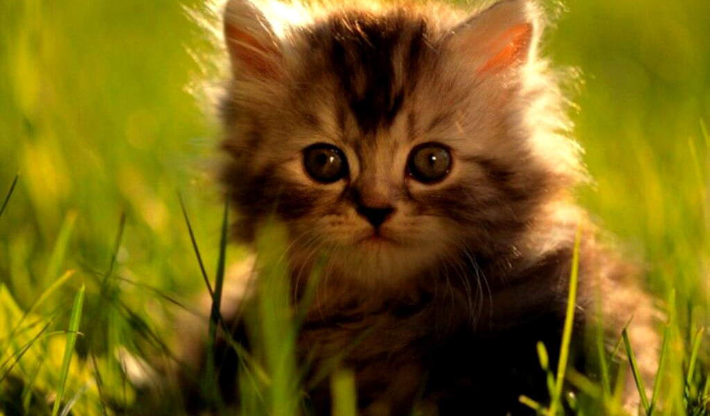 Котёнок на поляне