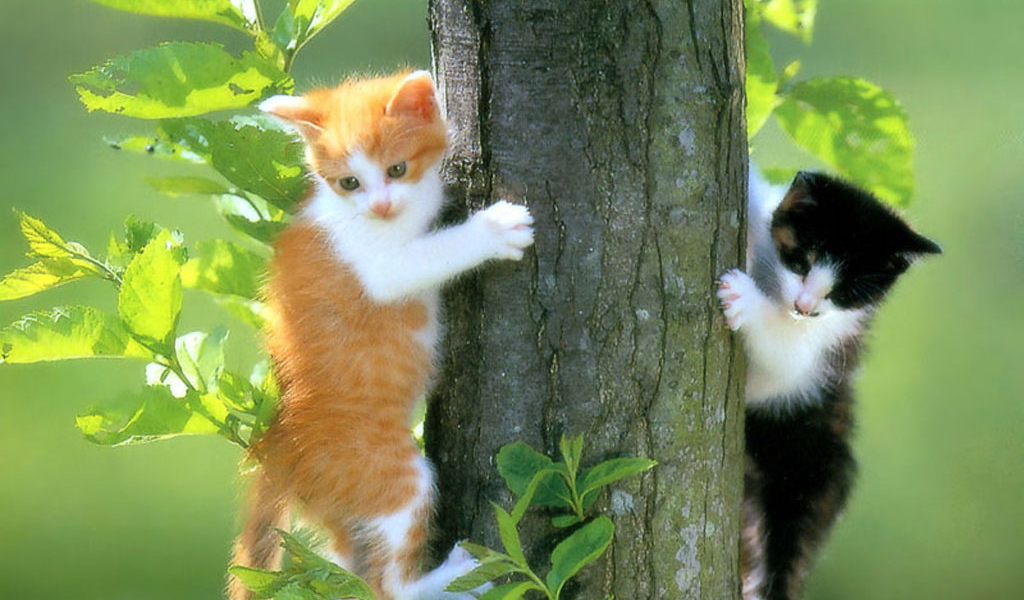 Котята на дереве