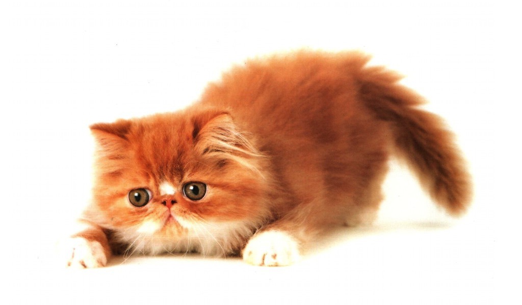 Толстый рыжий котёнок