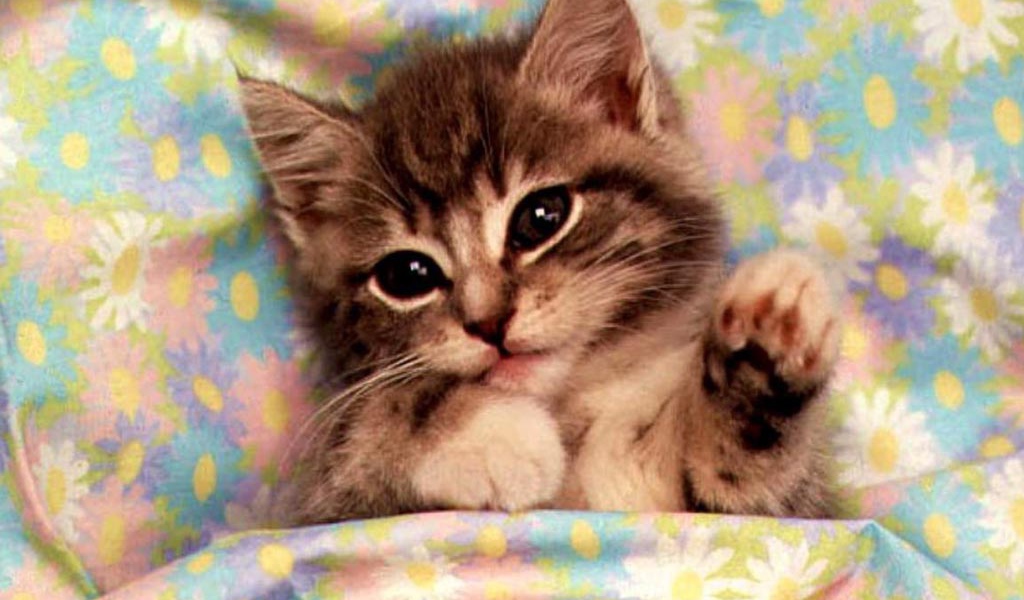 Котик в постеле