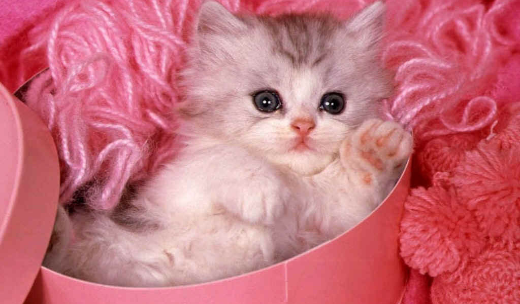 Котёнок в розовом