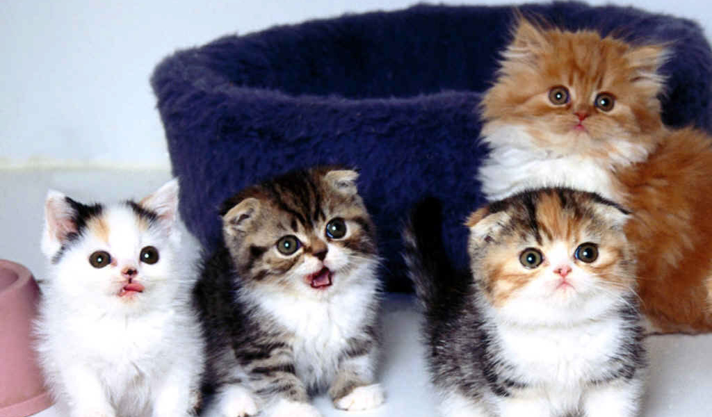 Маленькие разноцветные котята