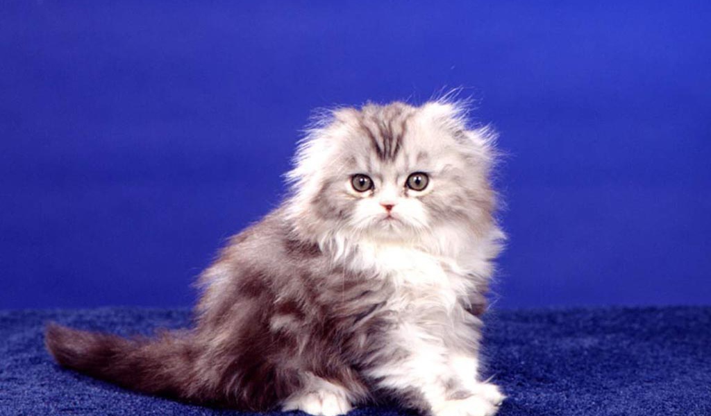 картинки с кошками