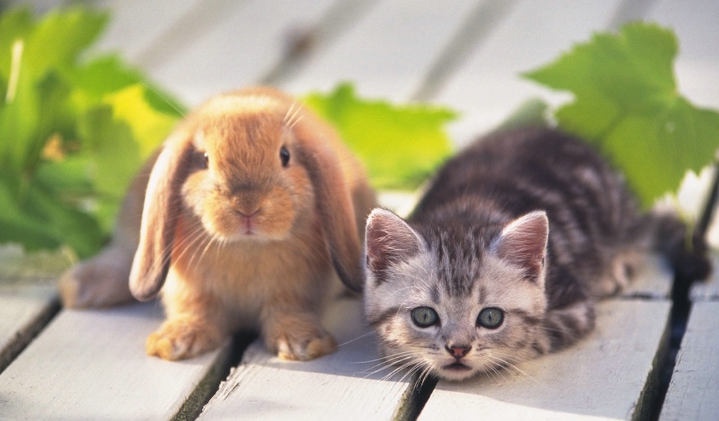 Котенок и заяц
