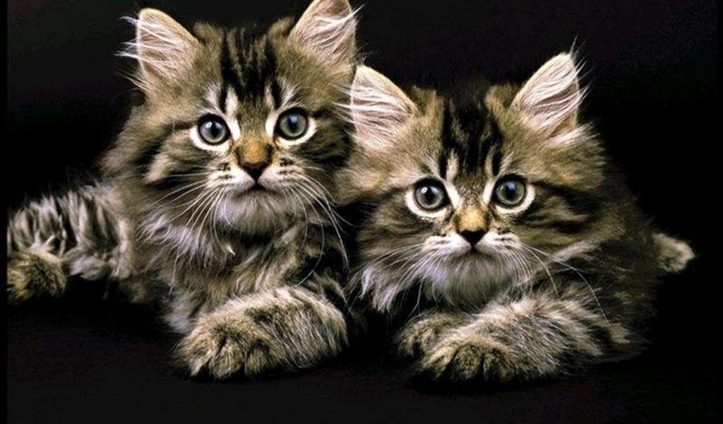 Полосатые кошки