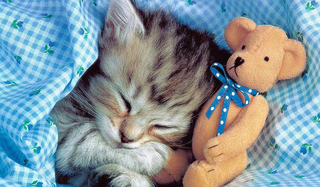 Спящая кошка