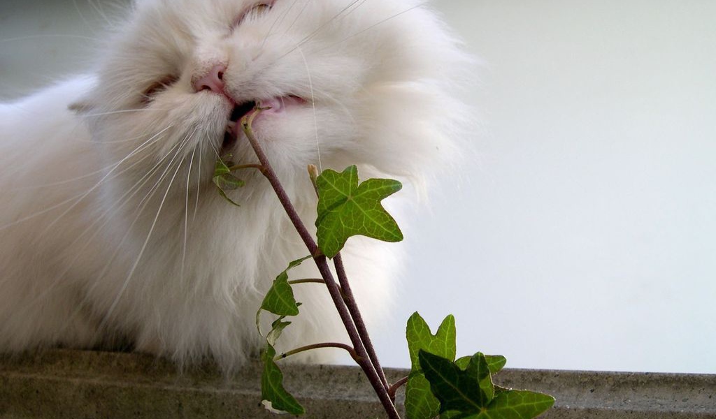 Кот ест растение
