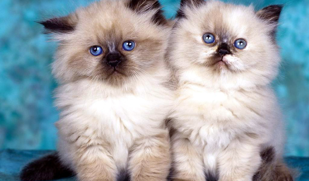 Два глупых котенка