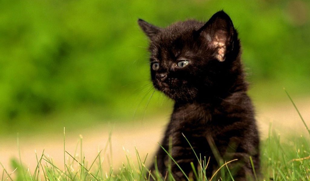 черненький котенок