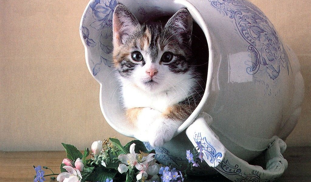 Кошка в вазе