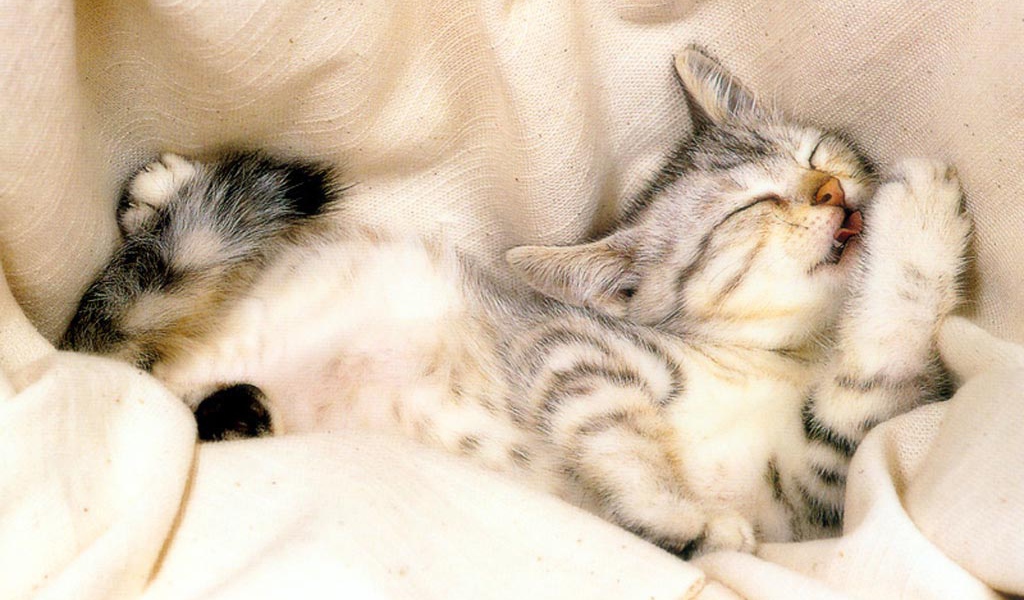 кошка картинка