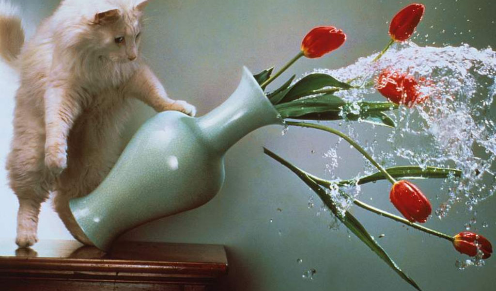 Кот хулиган