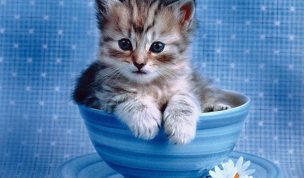 Котик в чашке