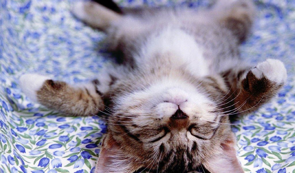 Котёнок лежащий на спине