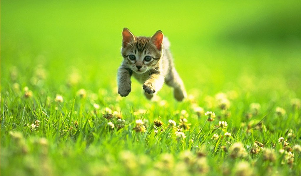Котёнок на траве