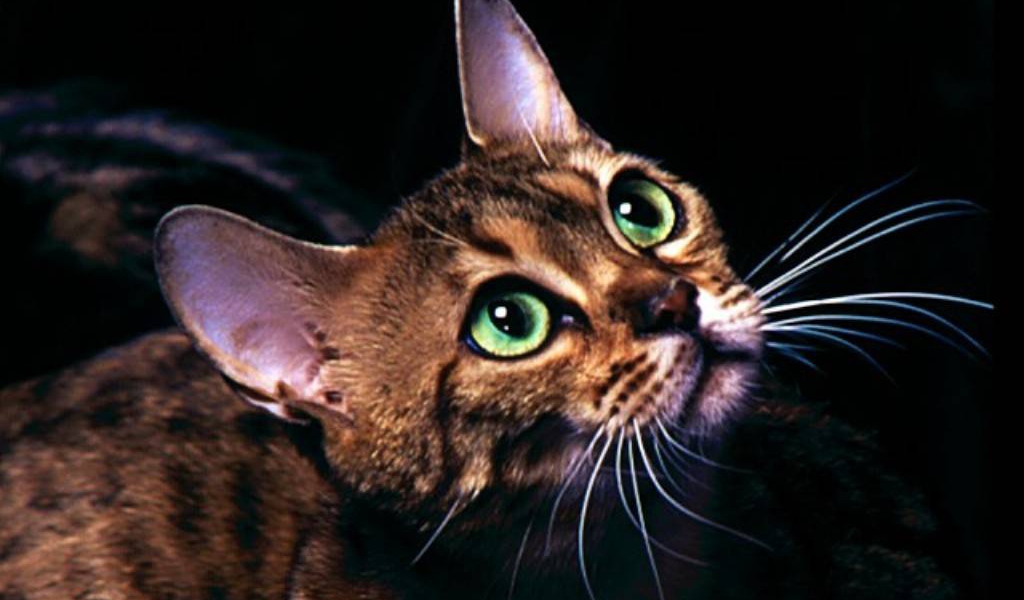 Милая мордочка котёнка