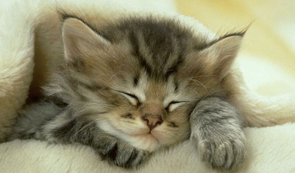 Спящий котенок