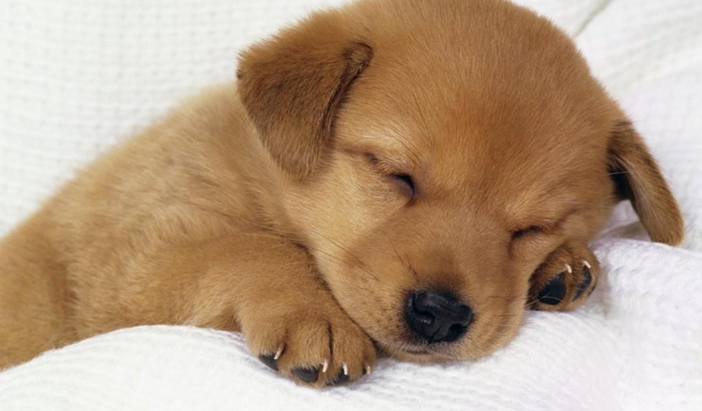 Спящий щенок