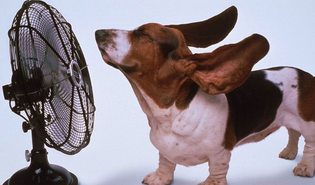 Прикол с собакой