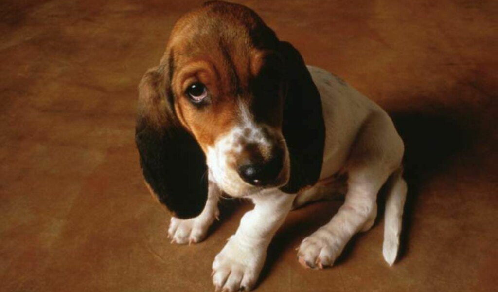 Маленькая собачка