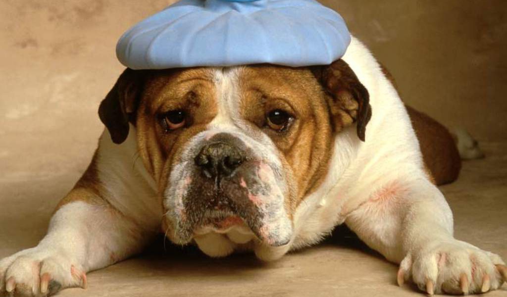 Пес в шляпе