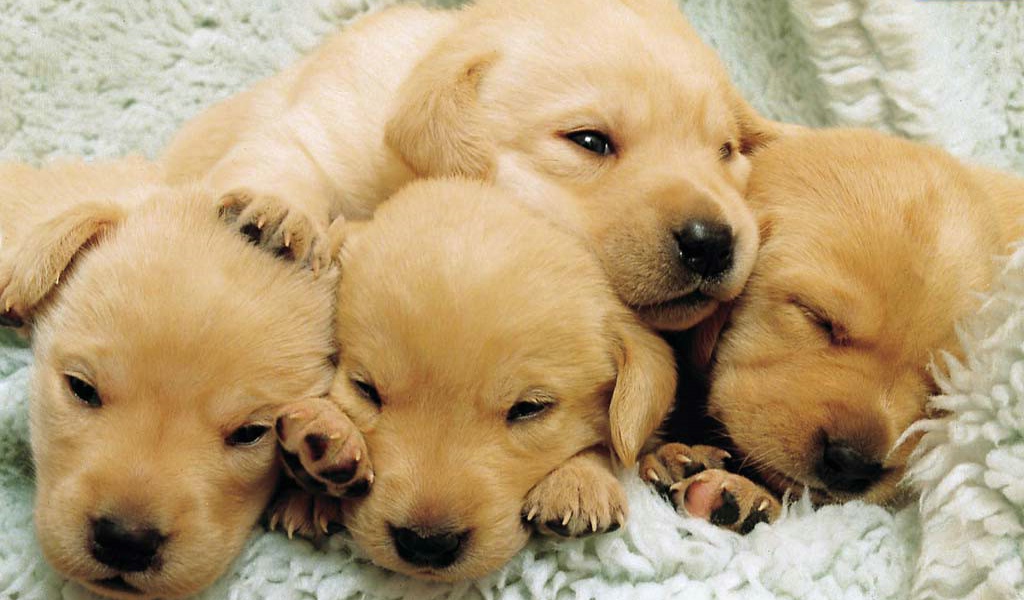 Малыши собаки