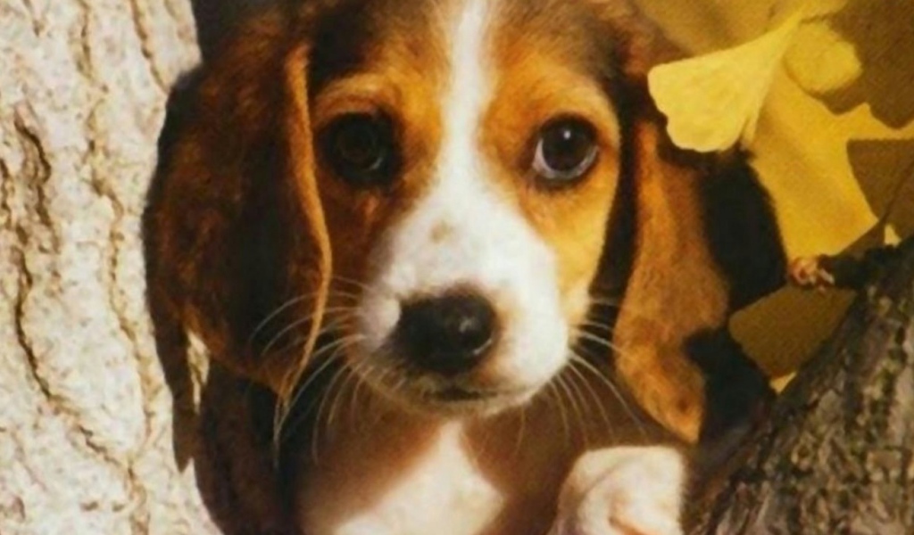 Собака на дереве