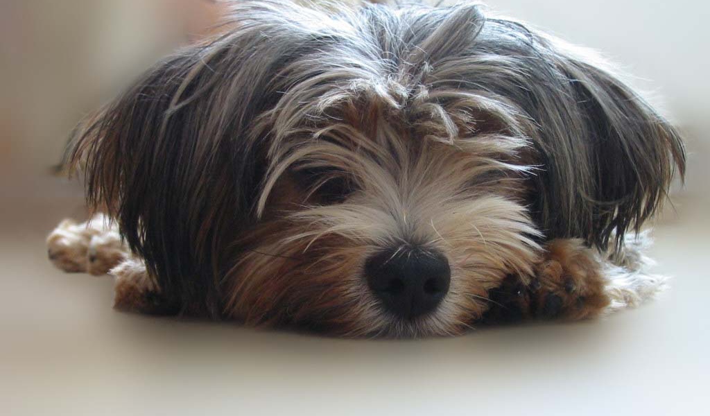 Мохнатый пес