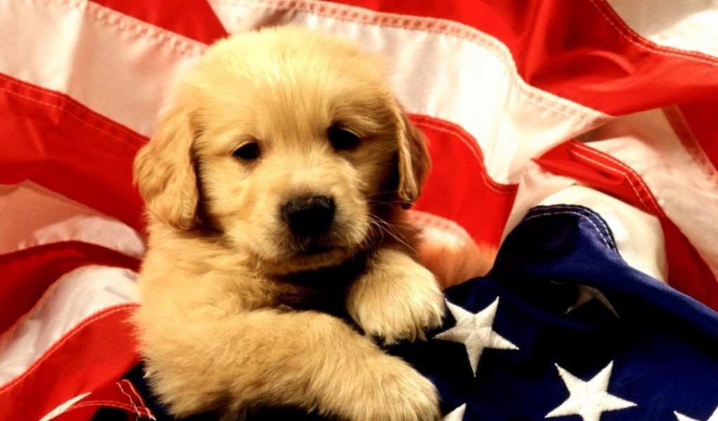 Американский щенок