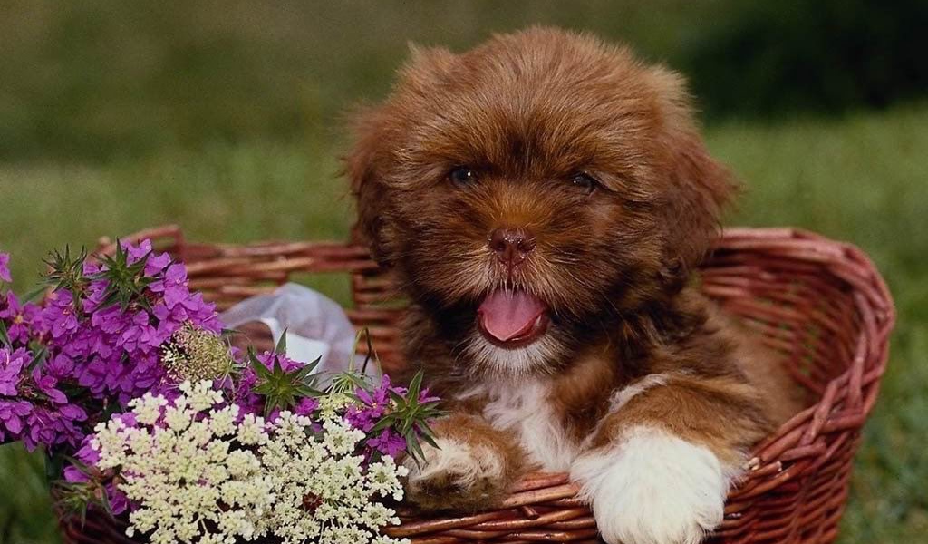 Щенок собаки в корзине