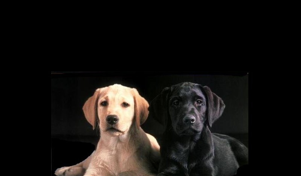 Белый и черный пес