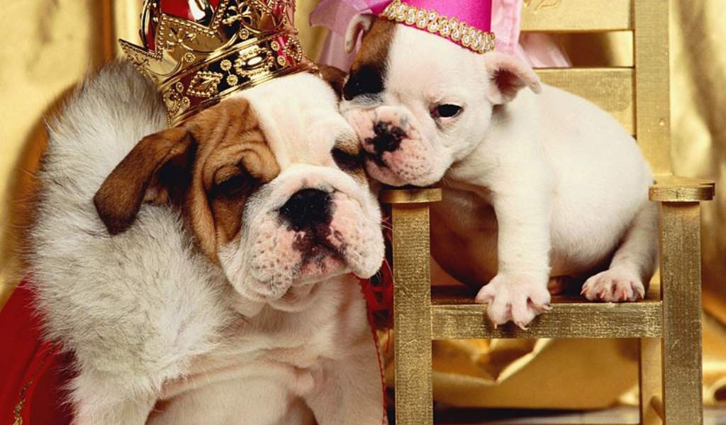 Наряженые собаки