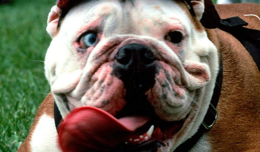 Собака в кепке