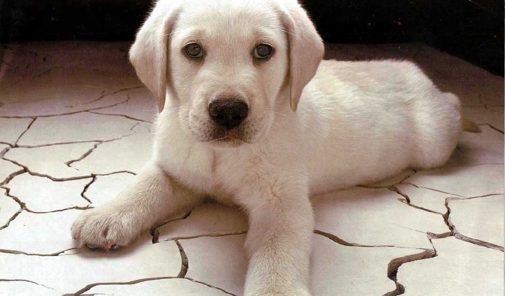 Белый щенок