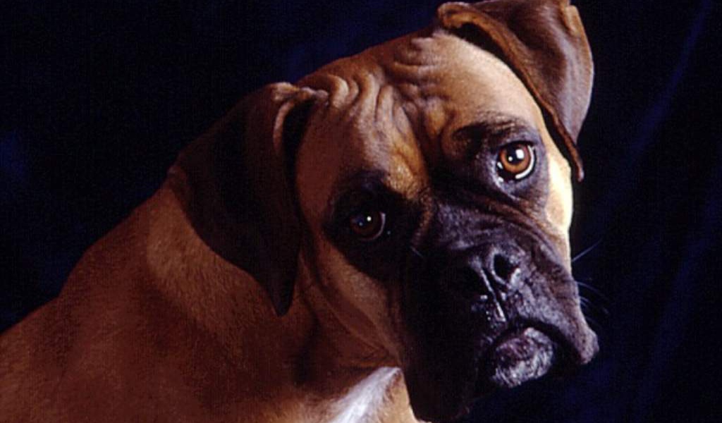 Собака на темном фоне