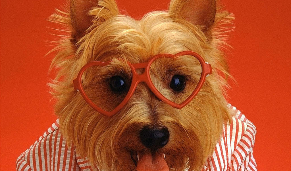 Смешная собака в очках