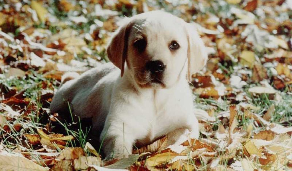 Песик на земле