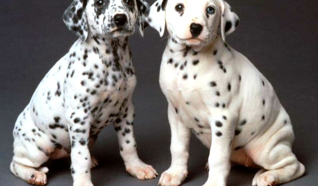 Два долматинца