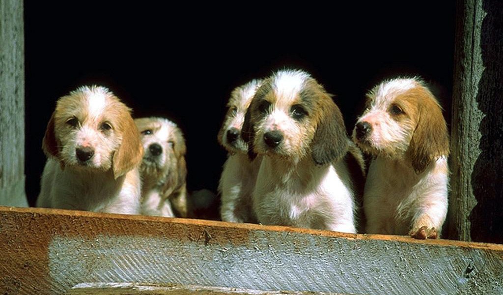 Маленькие щенки