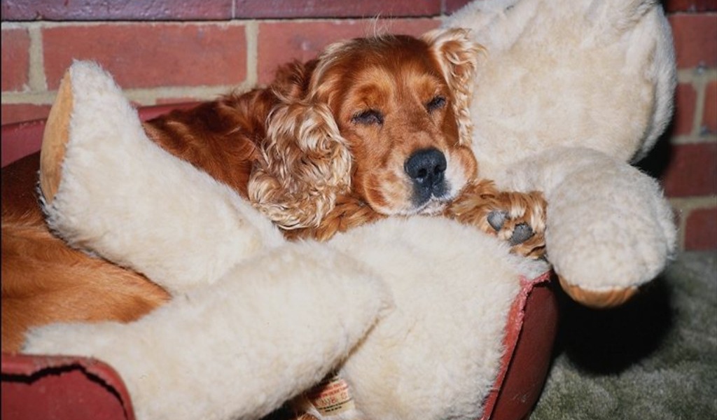 Спаниель с игрушкой