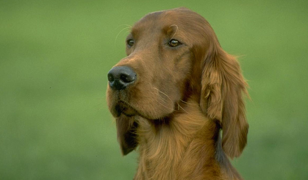 Красивая собака