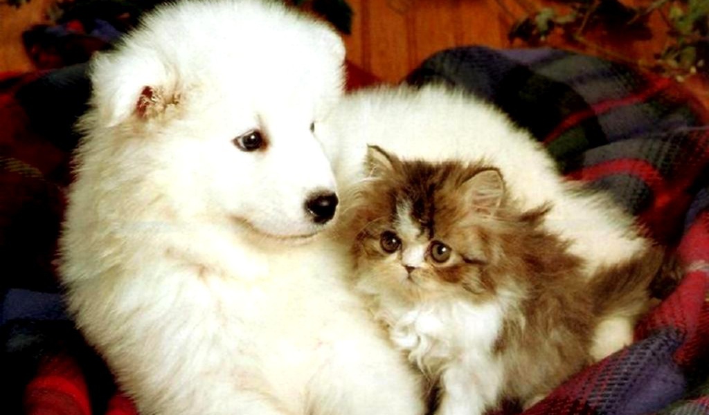 Щенок и котёнок