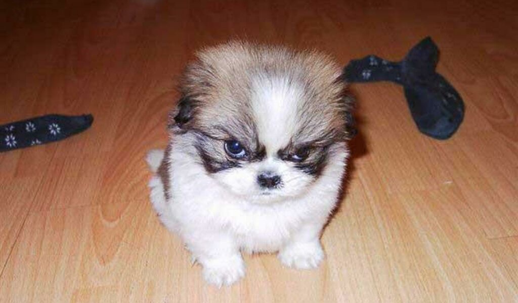 Смешной щенок