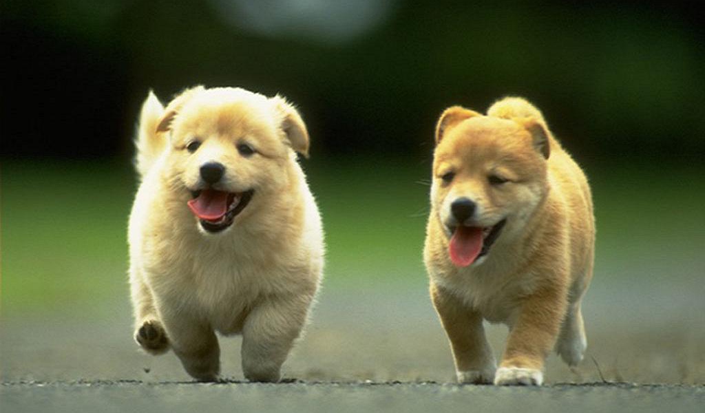 Щенки чау чау