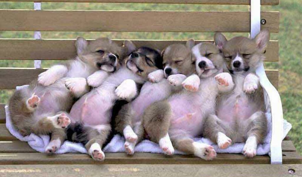 Новорожденные собаки