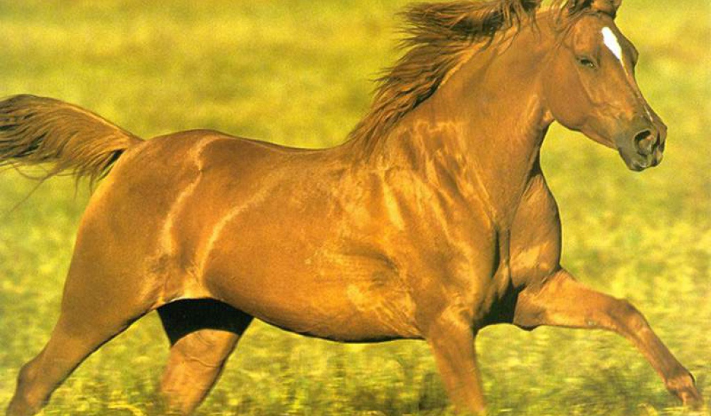 Конь на поле