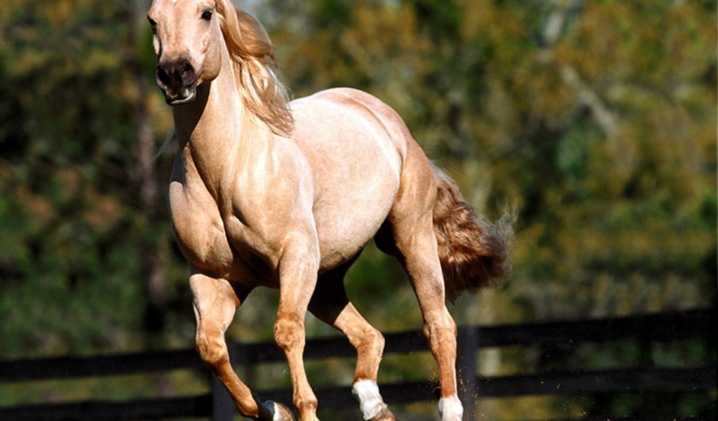 Лошадь на скаку