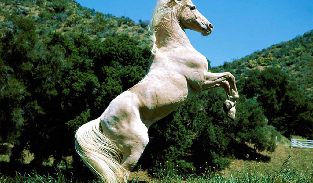 Лошадь на дыбах