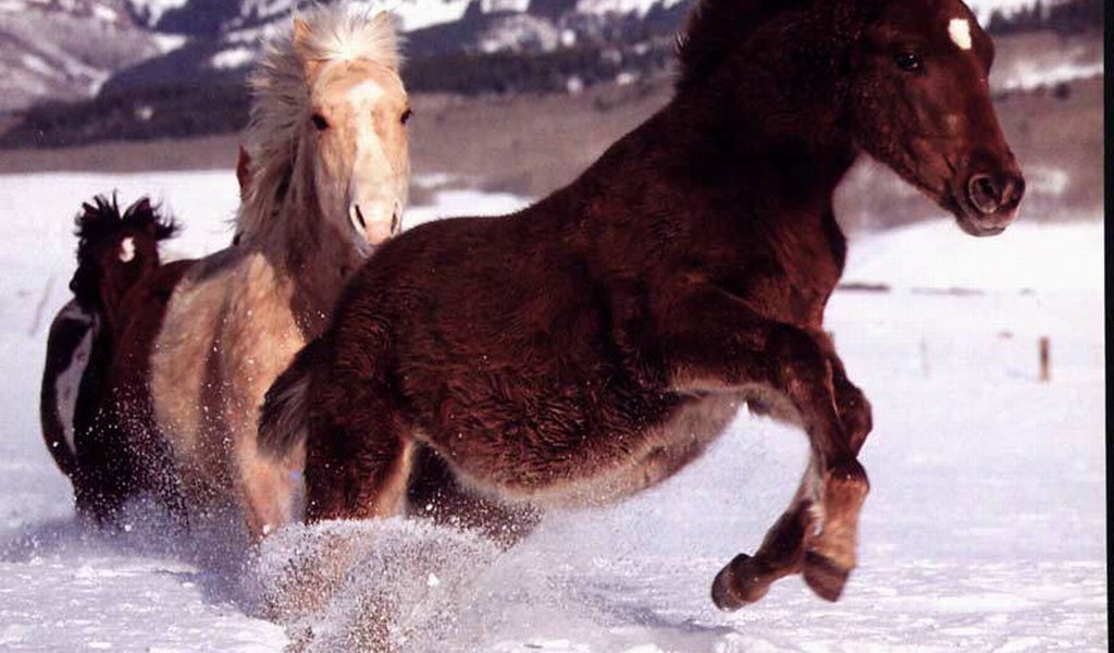 Лошади бегущие по снегу